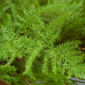 Asparagus Fern