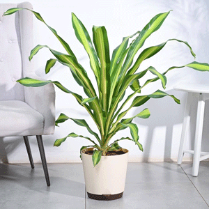 Dracaena Dara Singh