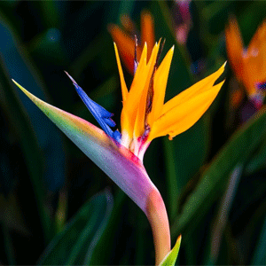 Bird of Paradise