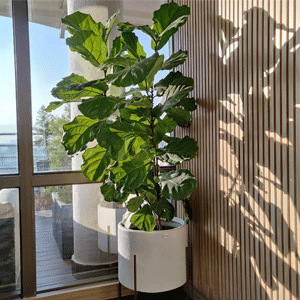 Fiddle Leaf Fig