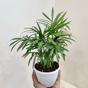 Bamboo Palm