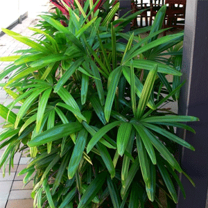Lady Palm (Rhapis)